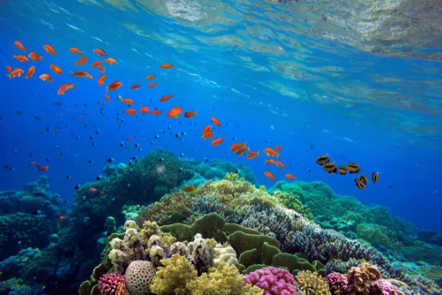 Belize Barrier Reef Immagine