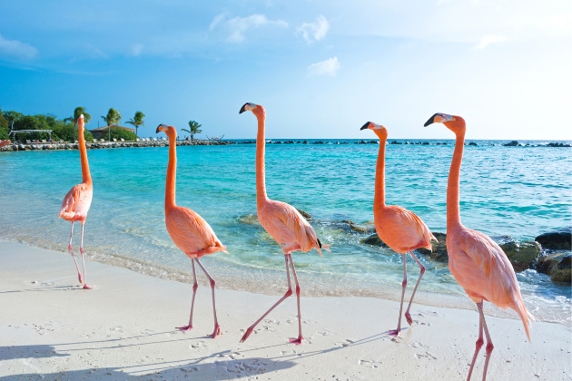 Fenicotteri Rosa Spiaggia Di Aruba