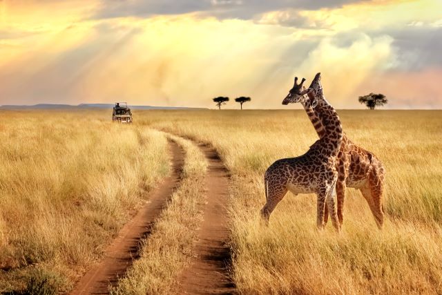 Safari in Kenya: clima, parchi nazionali e consigli di viaggio