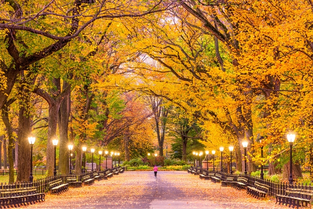 Central Park Foliage New York